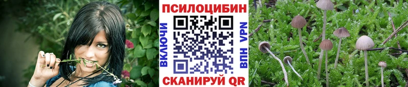 дарк нет телеграм  Пролетарск  Псилоцибиновые грибы Cubensis 